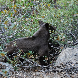 Yosemite - 4 Mile Trail - Black Bear